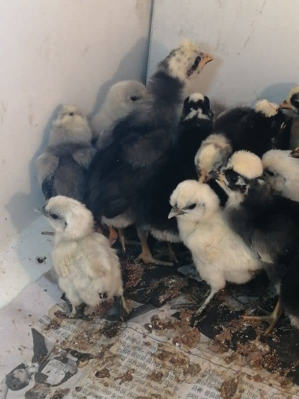 fancy/polish/bantam/buff chicks (03047369155) 2