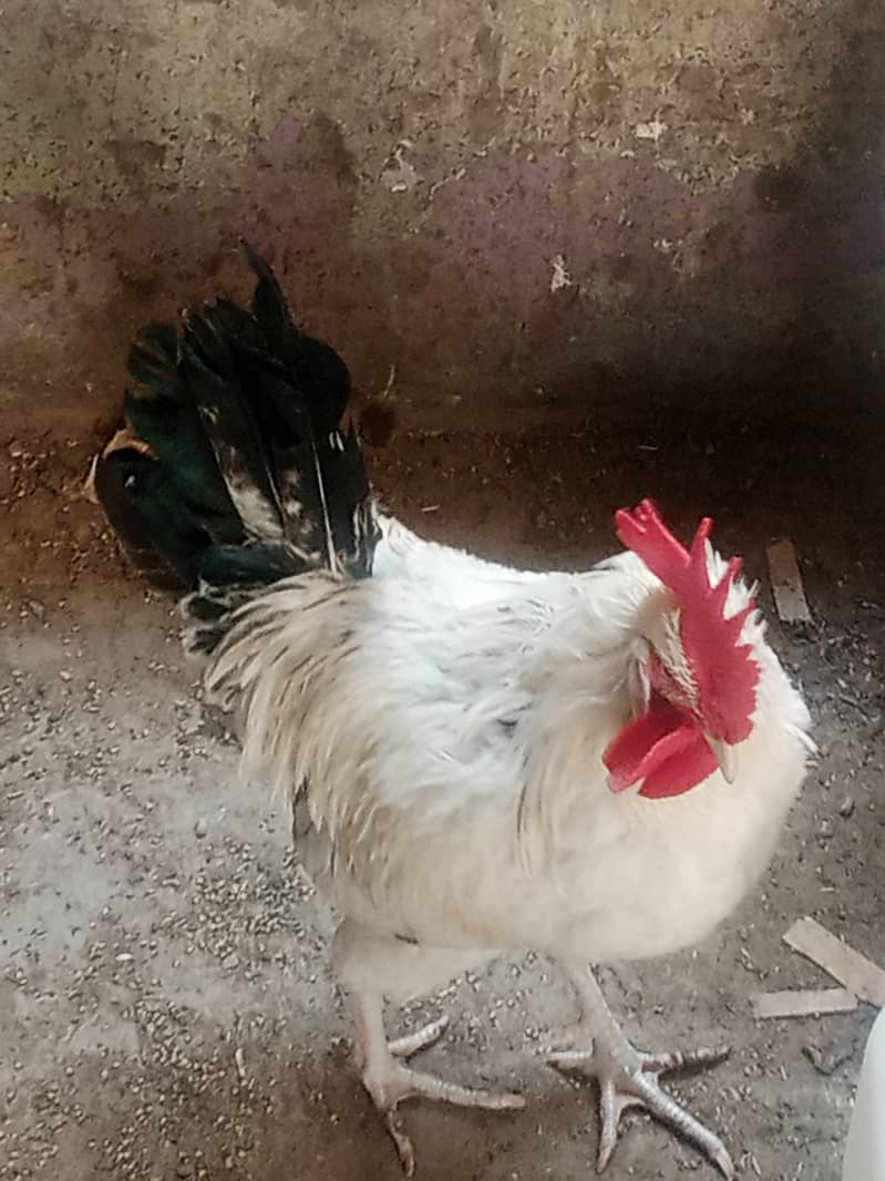 Golden misri murga or murgi male or female 0