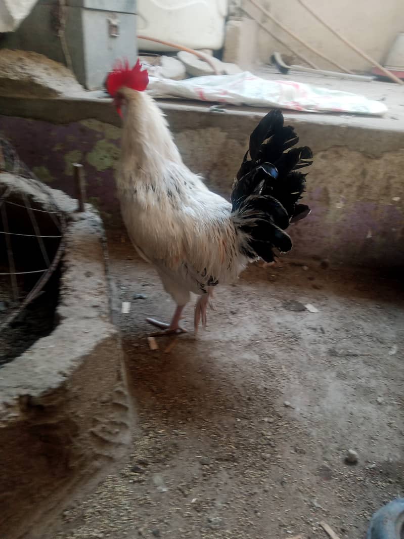 Golden misri murga or murgi male or female 1