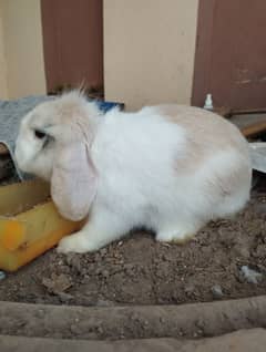 Holland lop