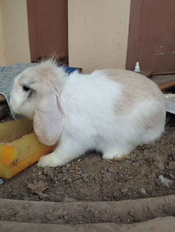 Holland lop 0