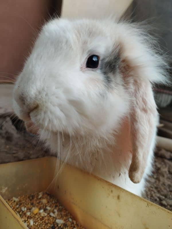 Holland lop 1