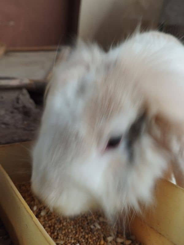 Holland lop 2