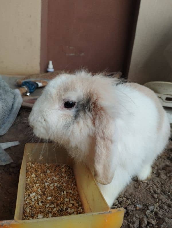 Holland lop 3