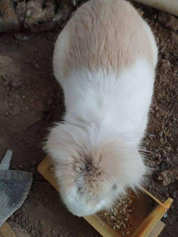 Holland lop 4