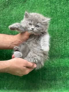 Persian grey male kitten triple coated (03035935312)