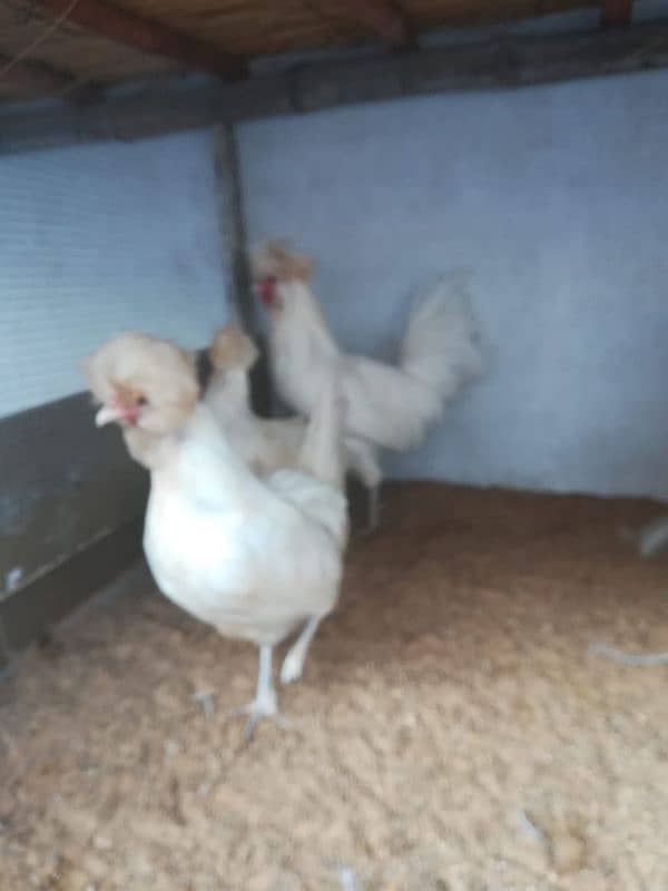 fancy/polish/bantam/buff chicks (03047369155) 4