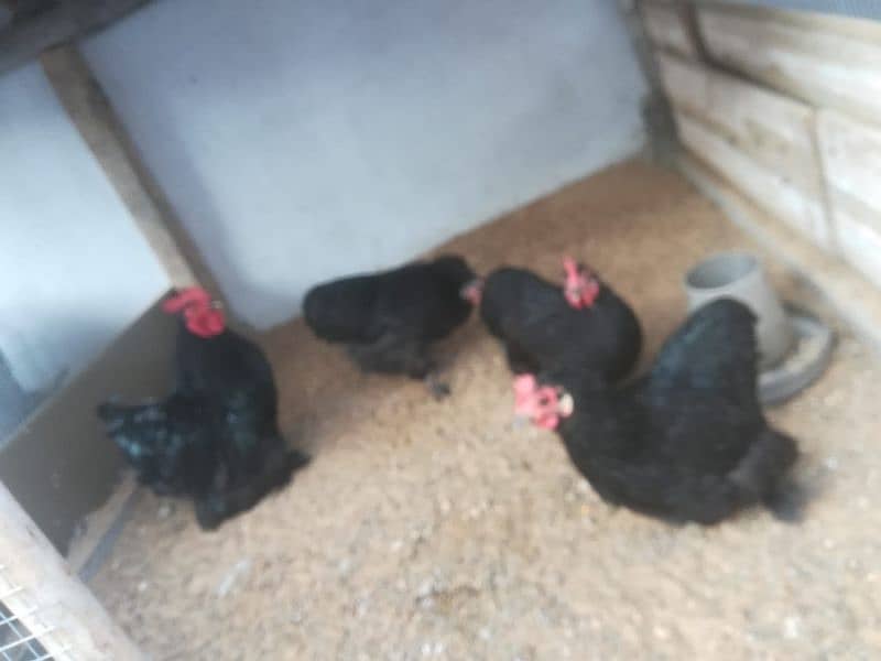 fancy/polish/bantam/buff chicks (03047369155) 5