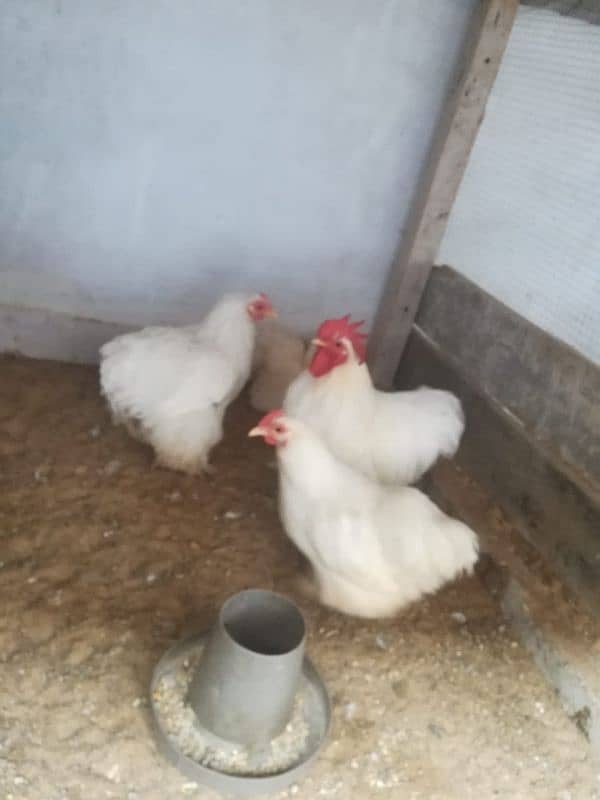 fancy/polish/bantam/buff chicks (03047369155) 6