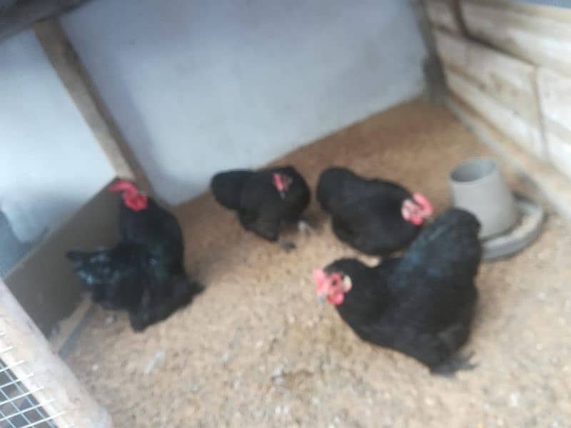 fancy/polish/bantam/buff chicks (03047369155) 7