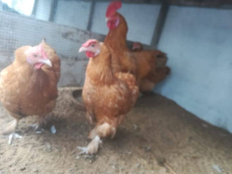 fancy/polish/bantam/buff chicks (03047369155) 8