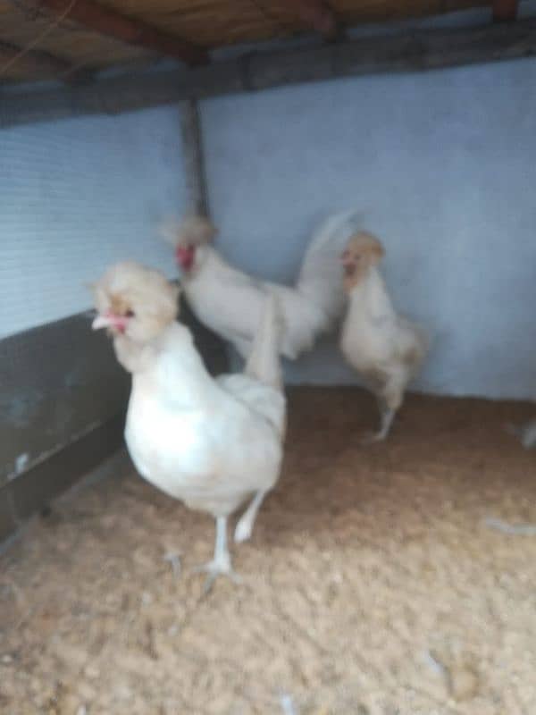 fancy/polish/bantam/buff chicks (03047369155) 9