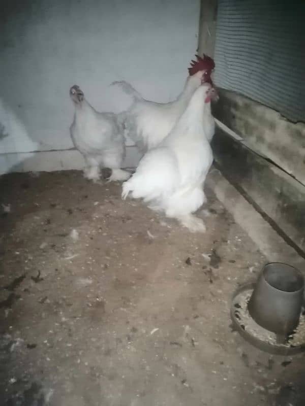 fancy/polish/bantam/buff chicks (03047369155) 10