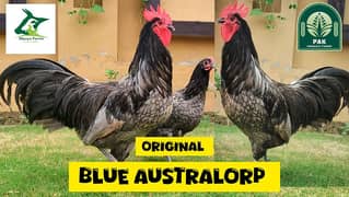 Australorp Heritage Blue