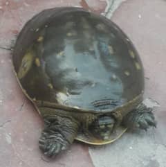 Commando Tortoise for Sale