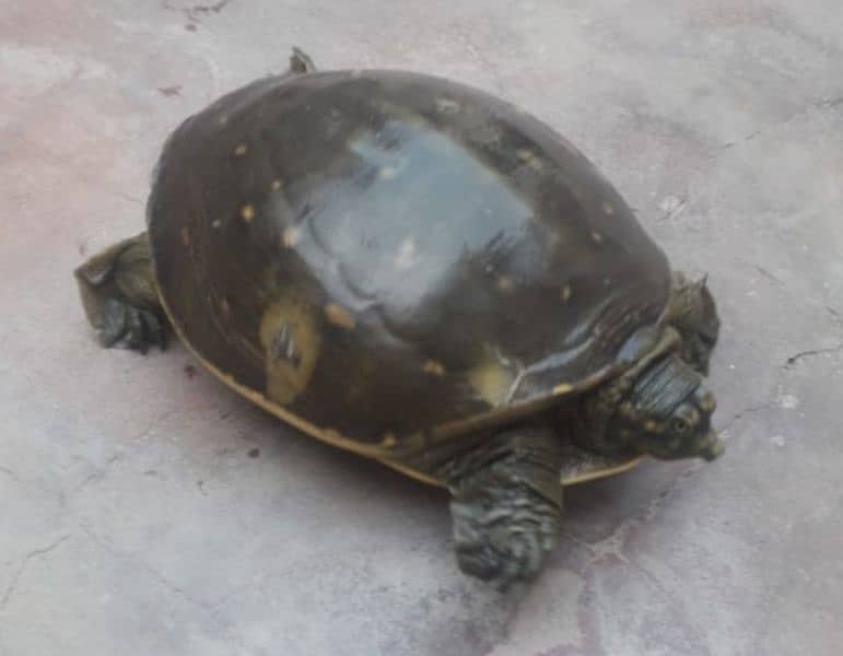 Commando Tortoise for Sale 1