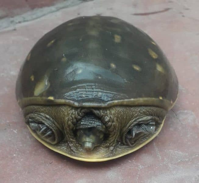 Commando Tortoise for Sale 2