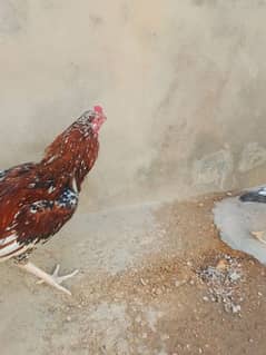 aseel pair healty and active Iron cage hen cage strong and big size