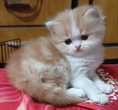 persian triple coat  punch face male kitten