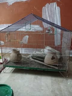 Budgies For sale With 3 cages