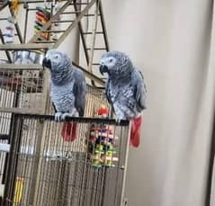 African grey parrot for sale good O3O4 _O79_O437 my WhatsApp n