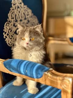 Persian female cat