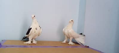 lakka/fantail pigeon pair (1200pkr)