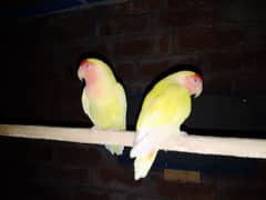 Latino (love bird)