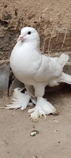 Danish Breedar male White Pamorian Black helmat