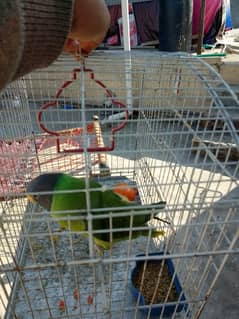 plum Head parrot for Sale