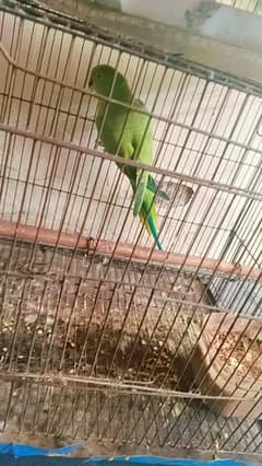 green neck parrots male parrot bolta hai or female nhi bolti choti hai