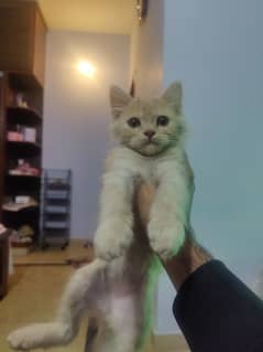 Persian kitten double coated