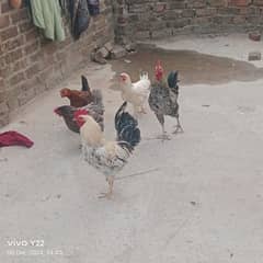 desi hen