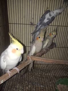 2 pair cockatiel