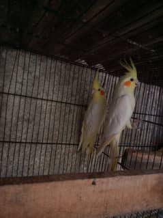 cockatiel