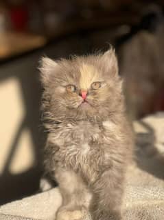 Persian kittens for sale