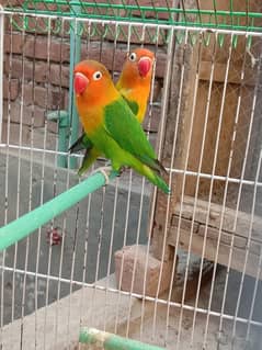 available love birds for more information come on WhatsApp(03107585445