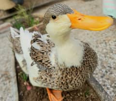 Female Duck (8 months)