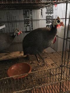 Guinea fowl pair(Teetar)