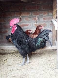 1 murga Australorp 2 female desi