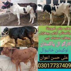 Holstein Friesian/Cow / Gay/ Gaee / گائے / فروخت کے لیے گائے