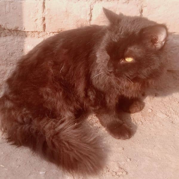 Persian cat for sell 0