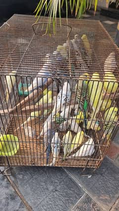 45+ Budgies, both male and female for sale