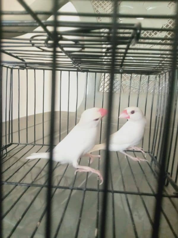 White java pair for sale 0