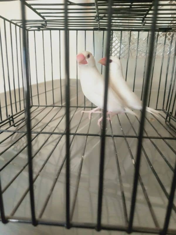 White java pair for sale 1