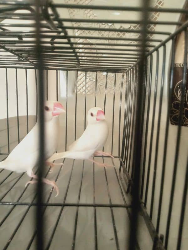 White java pair for sale 2