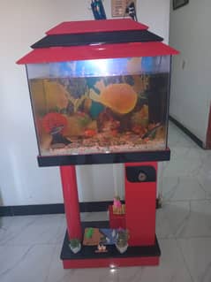 Urgent sale aquarium