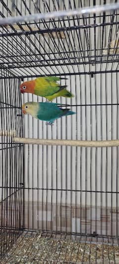 love birds breed pair