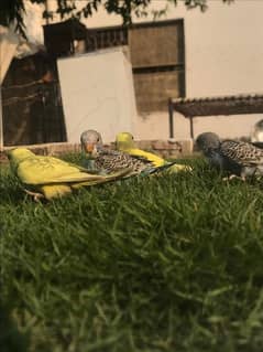 Budgie parrot Breeder and chicks Available