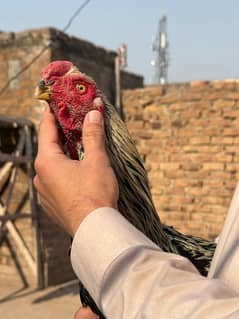 indian parrot beak male